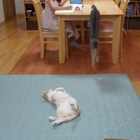 仰向けで床に寝ている猫