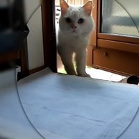 室内に足を踏み入れる猫