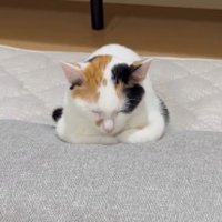 室内にいる猫