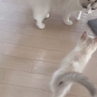 お姉さん猫に駆け寄る子猫