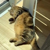 寝転がるメルくん