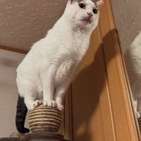 キャットタワーのボールの上に立っている猫