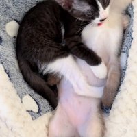 毛づくろいを始めるヒジキちゃん