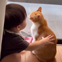 猫をなでる赤ちゃん