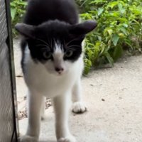 柱の近くに立つ子猫