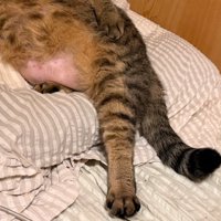 猫の足元