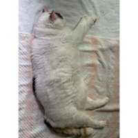 寝ている猫