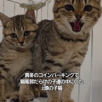 威嚇する子猫