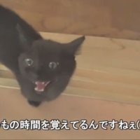 ごはんをおねだりするロコちゃん