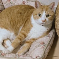 横になって飼い主を見つめる茶白猫