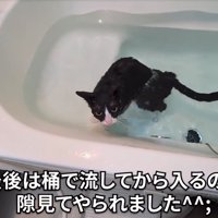 入浴する猫