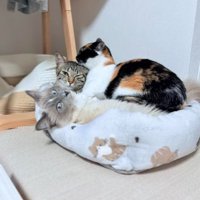 室内にいる猫