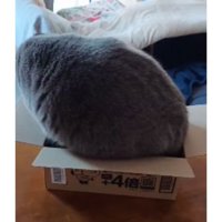 ダンボール箱に入ろうとする猫