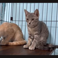 食べ終わった猫