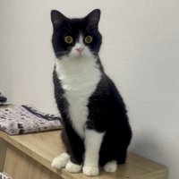その場に座り直す猫