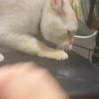 爪を研ごうとする猫