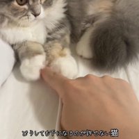 人の指を触っている猫