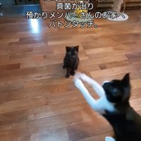 遊ぶ猫を見る子猫