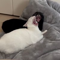 あくびする猫