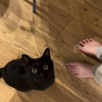 ママさんを見つめる黒猫