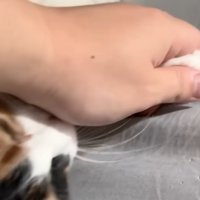 猫の手を握る飼い主の手
