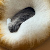 左足を出す猫