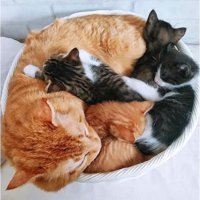 寝ている猫たち
