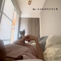 座る猫