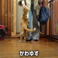 なでられる猫