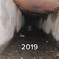 側溝の奥にいる子猫