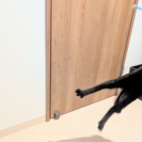 ジャンプをして上半身が画面から見切れている子猫