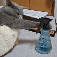 ボトルを触る猫の写真4