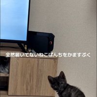 爪とぎに座っている子猫