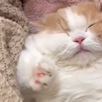 手を伸ばす猫の顔のアップ