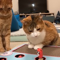 見つめるふたり