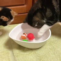水遊びをしている猫