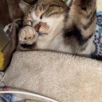 布団で眠る猫