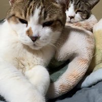 爺ちゃんと呼ばれる猫