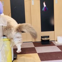 ゴミ箱から降りようと後ろ足を伸ばすラグドール