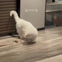 おもちゃを見つめる猫
