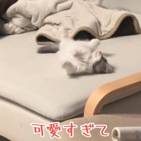 寝返りを打つ猫