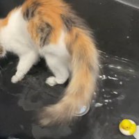 バスタブの中に入っている猫