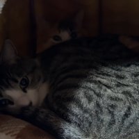 りんちゃんとすずちゃん