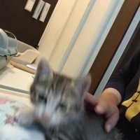 子猫の正面のブレた写真