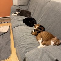 ソファを占拠する4匹の猫たち