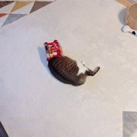 頭にビールのパッケージを被る猫