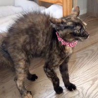 急に毛を逆立てた子猫