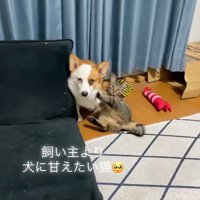 こちらを見つめる犬と猫