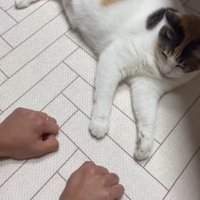 拳ふたつと猫