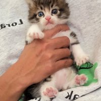 抱きかかえられる猫